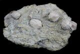 Blastoid (Pentremites) Fossils - Illinois #36033-2